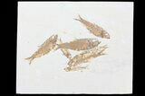 Multiple Knightia Fossil Fish - Wyoming #75976-1